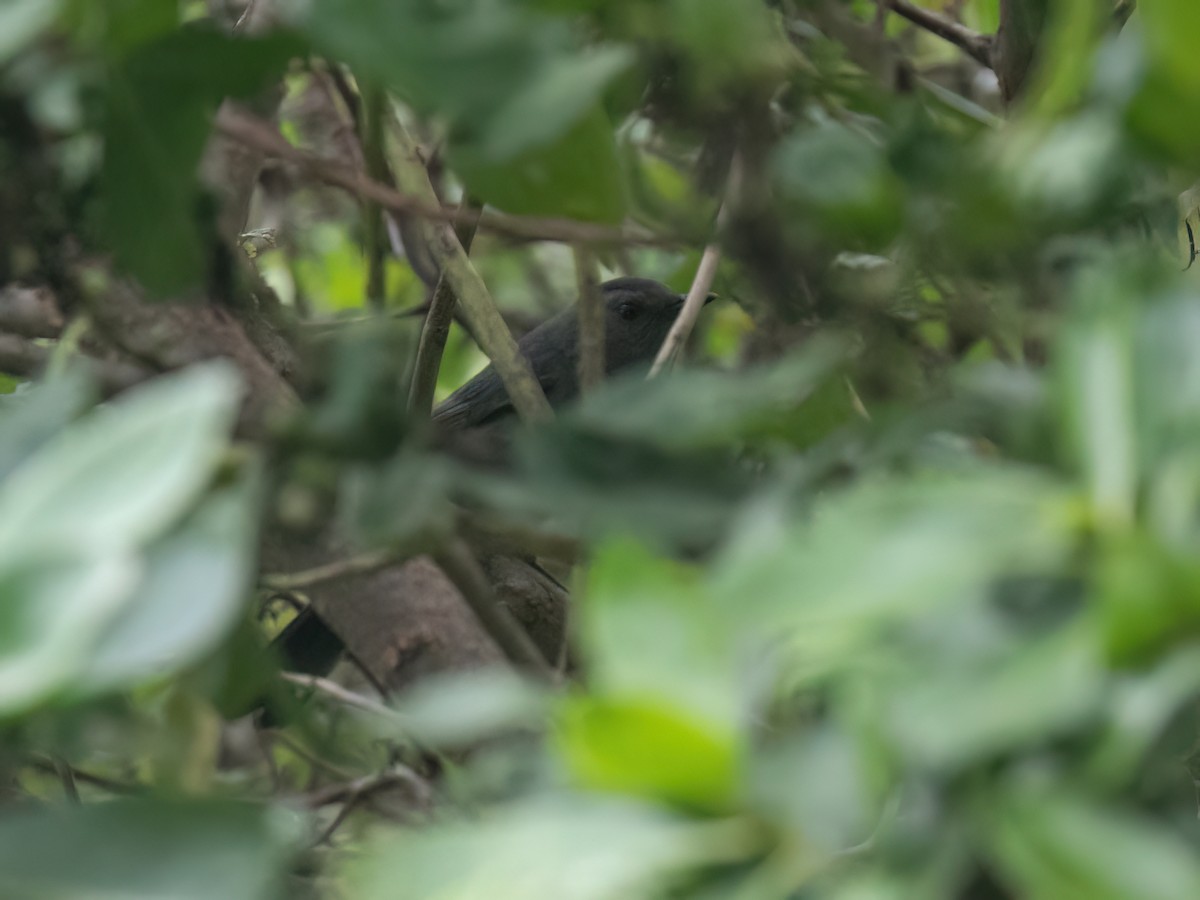 Gray Catbird - ML642632935