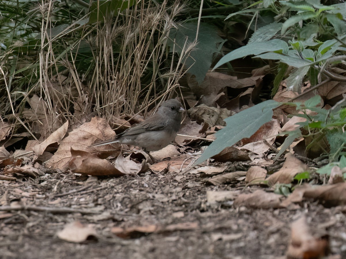 Dark-eyed Junco (Slate-colored) - ML642632937