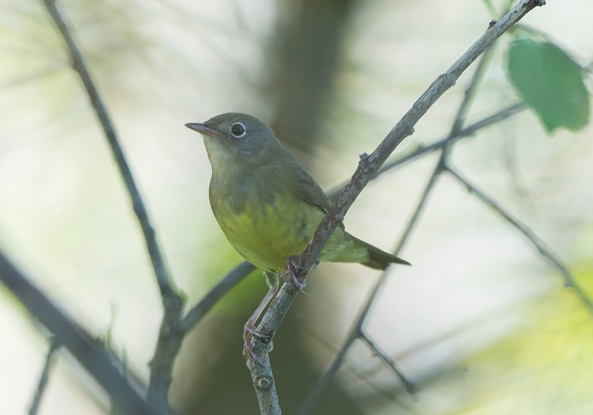 Connecticut Warbler - ML642632942