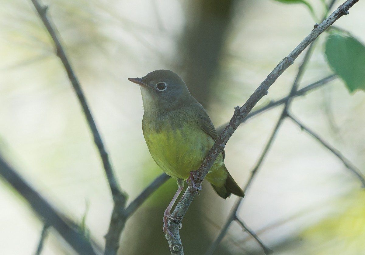 Connecticut Warbler - ML642632944