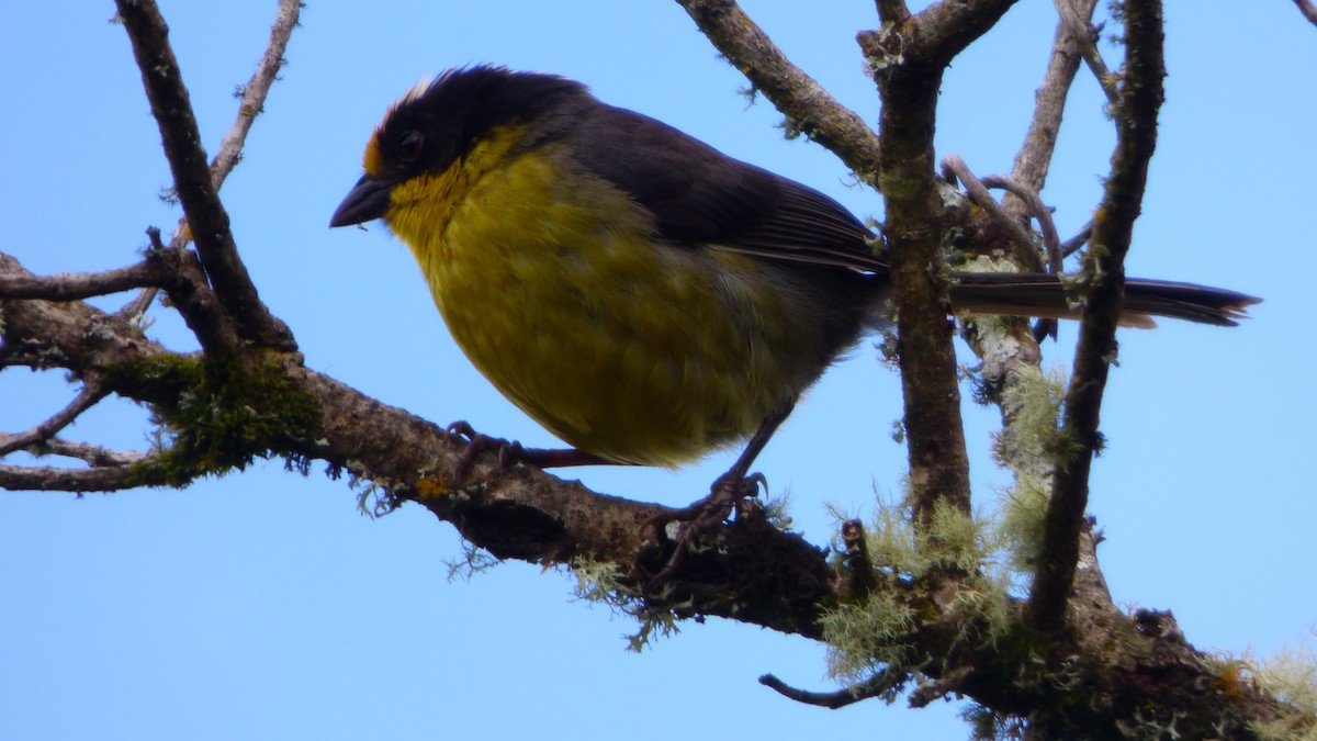 Pale-naped Brushfinch - ML642632948