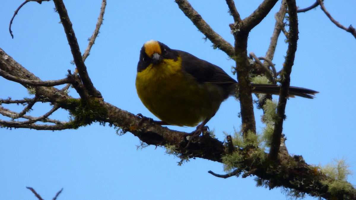 Pale-naped Brushfinch - ML642632949