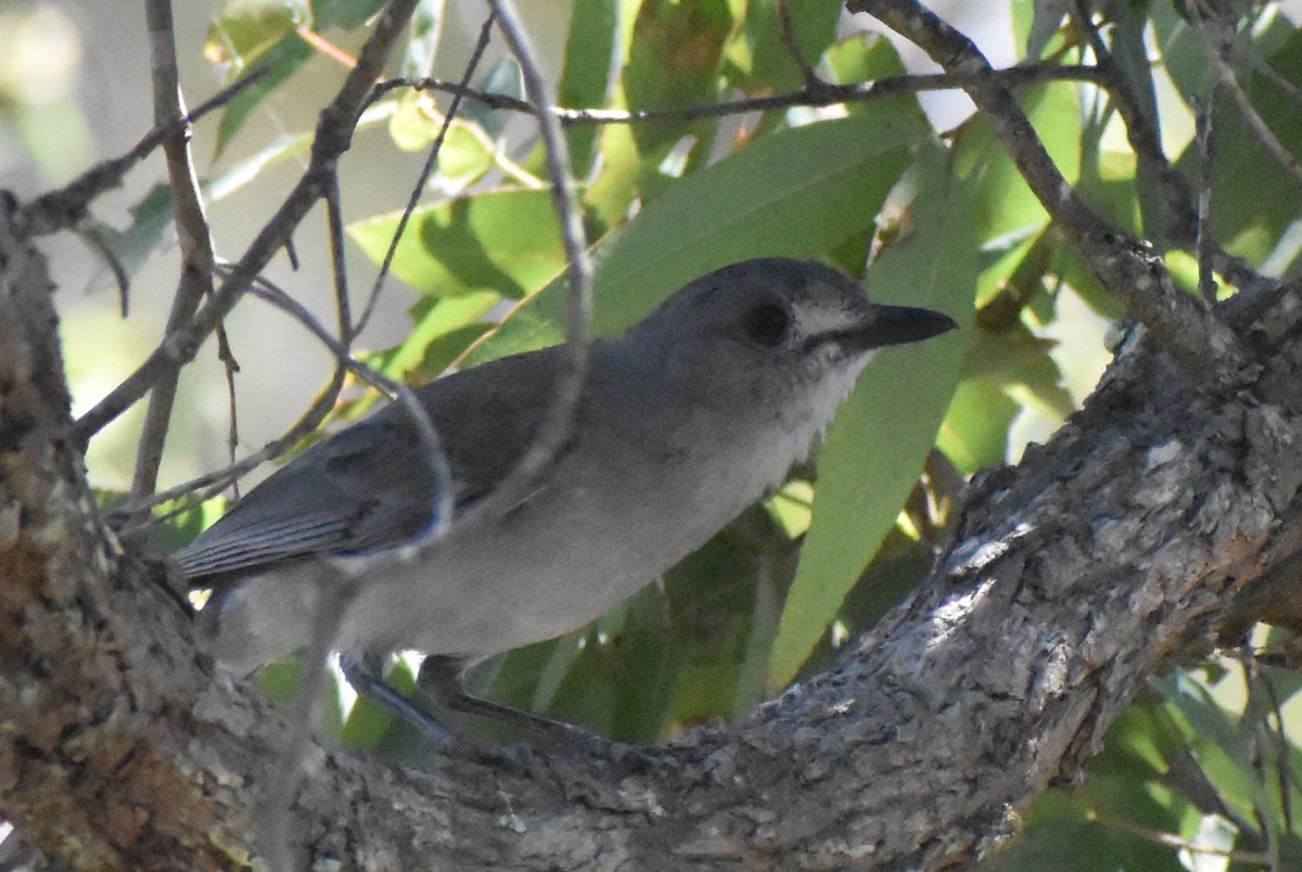 Gray Shrikethrush - ML642632951