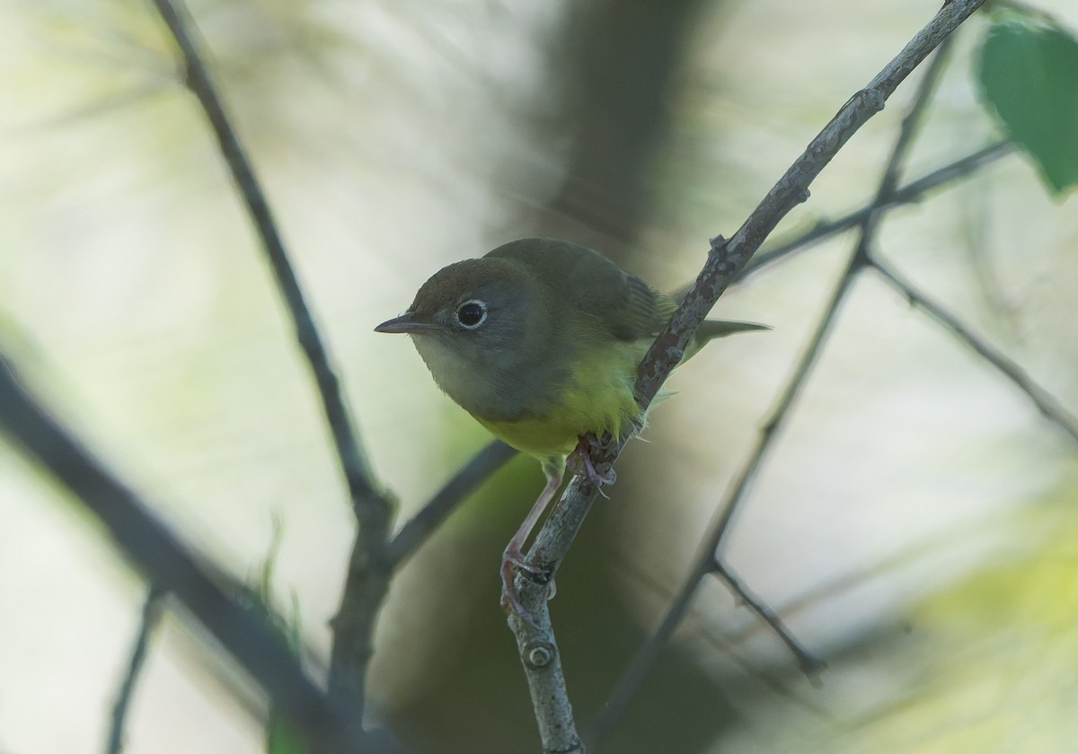 Connecticut Warbler - ML642632952