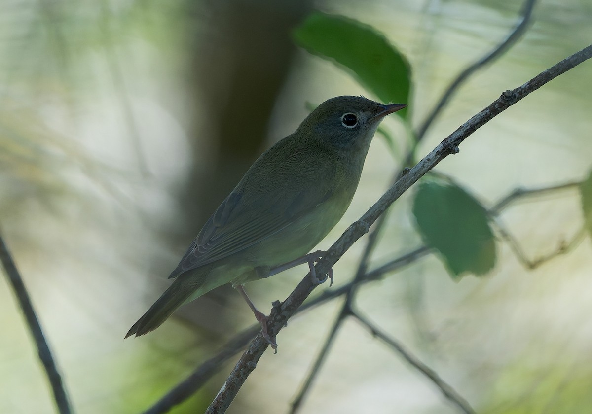 Connecticut Warbler - ML642632956