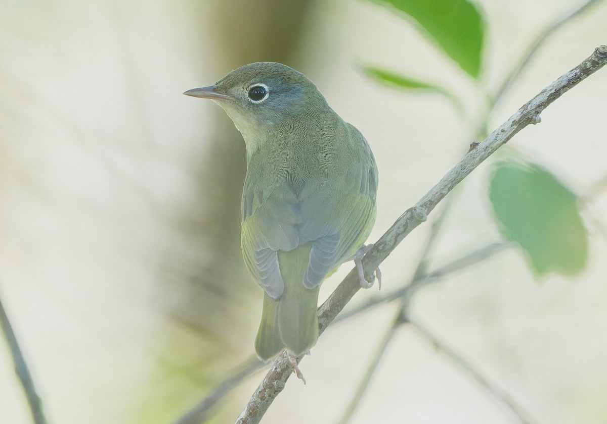 Connecticut Warbler - ML642632960