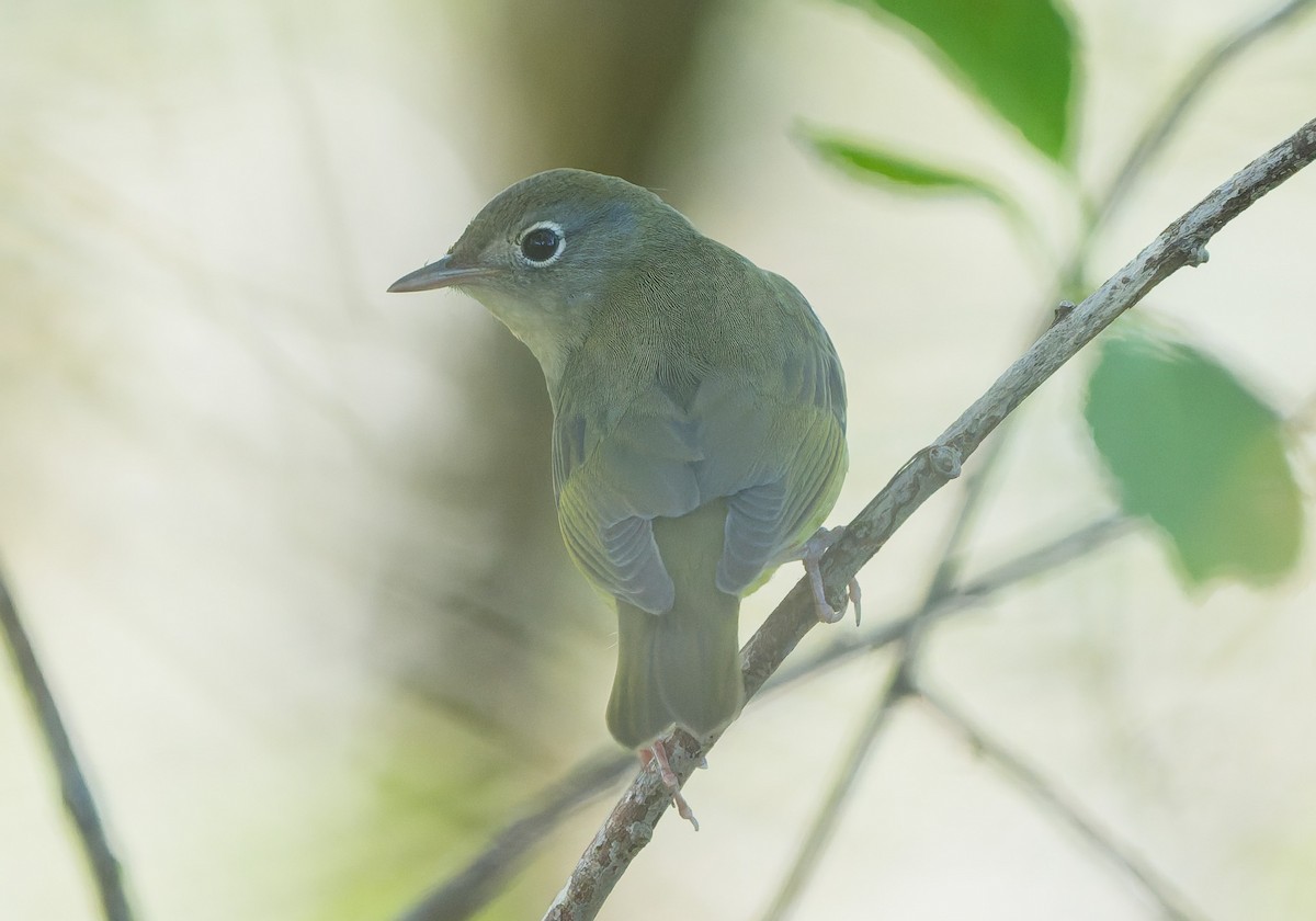 Connecticut Warbler - ML642632962