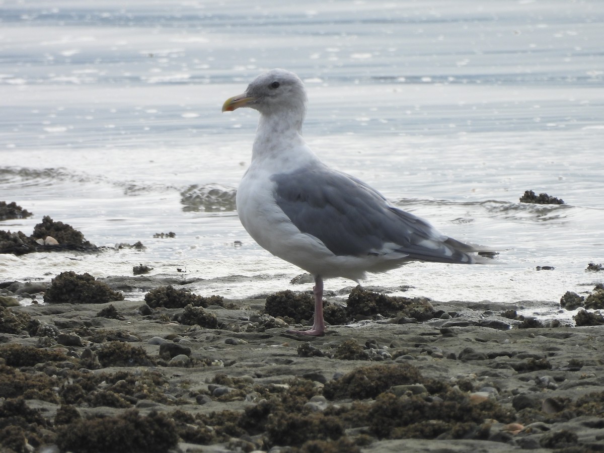 Glaucous-winged Gull - ML642632967