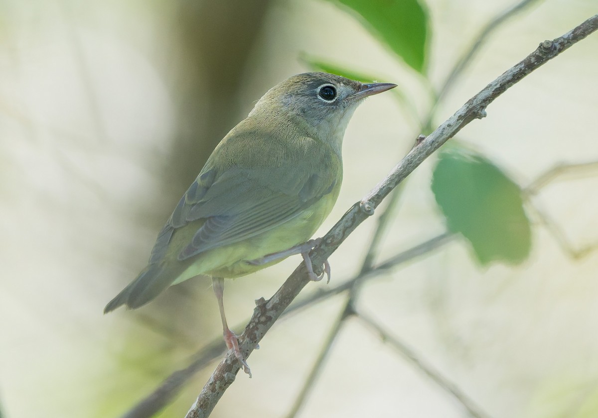 Connecticut Warbler - ML642632971