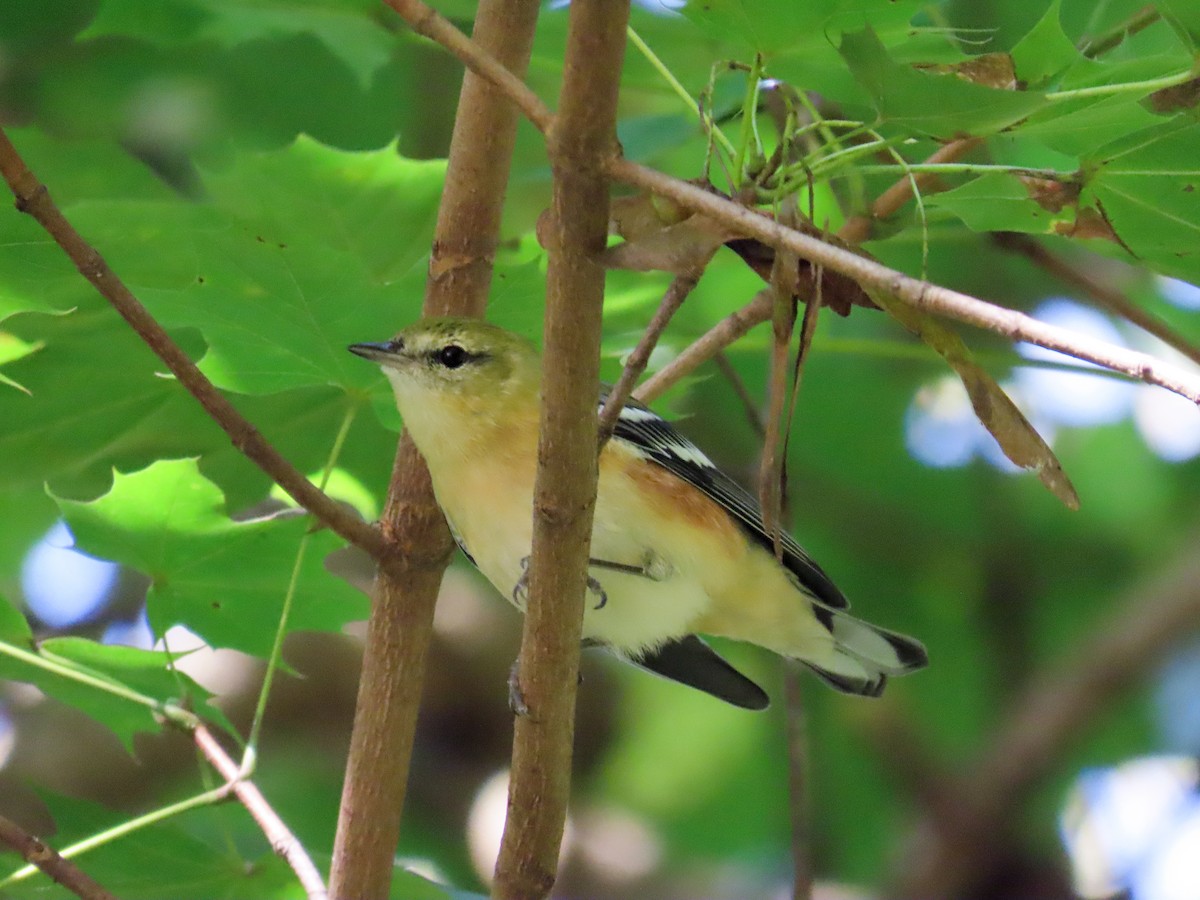 Bay-breasted Warbler - ML642632975