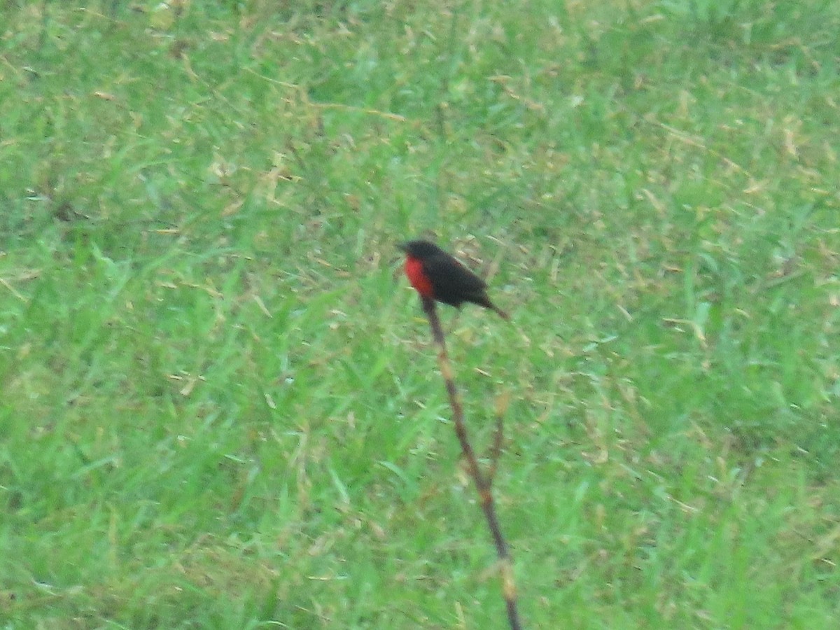 Red-breasted Meadowlark - ML642632982