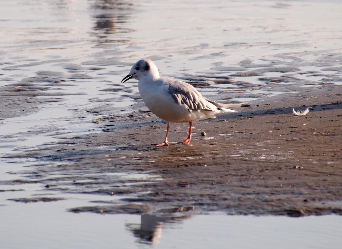 Bonaparte's Gull - ML642632988