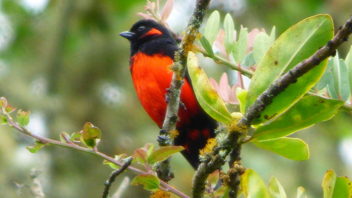 Scarlet-bellied Mountain Tanager - ML642632994