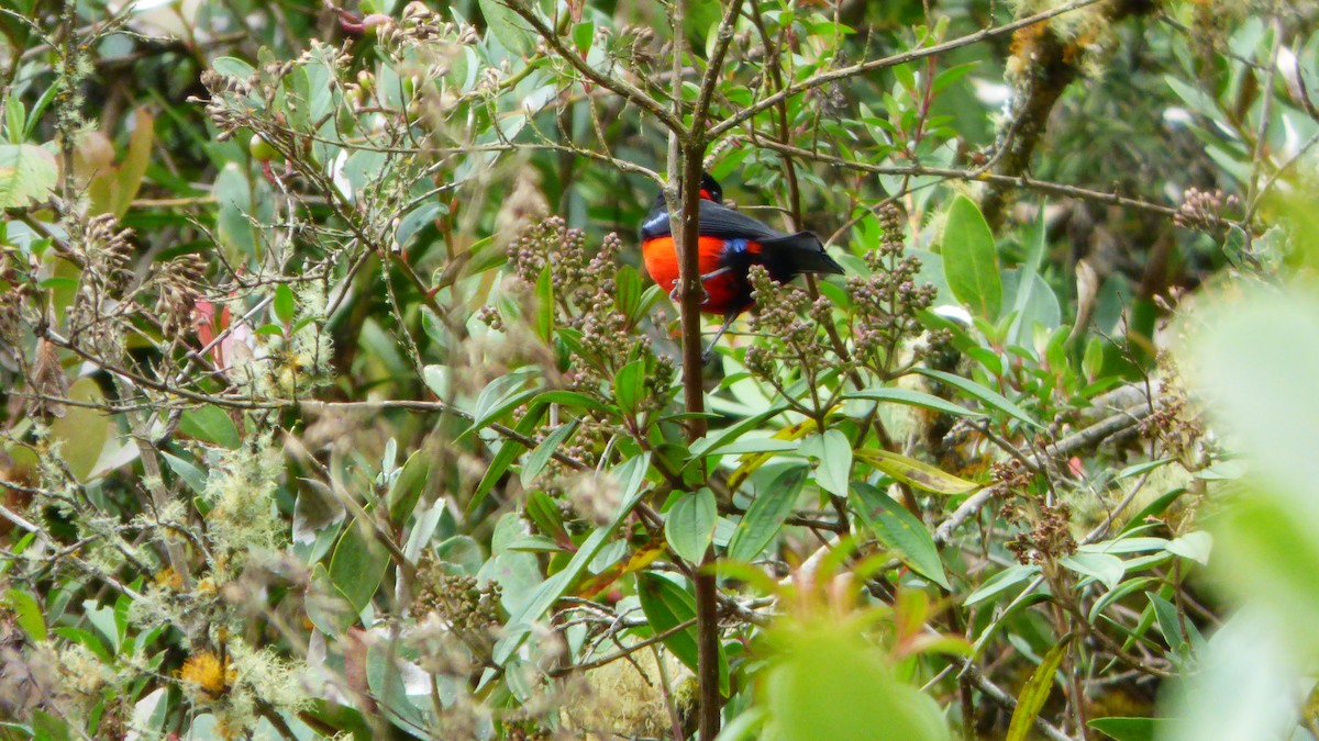 Scarlet-bellied Mountain Tanager - ML642632995