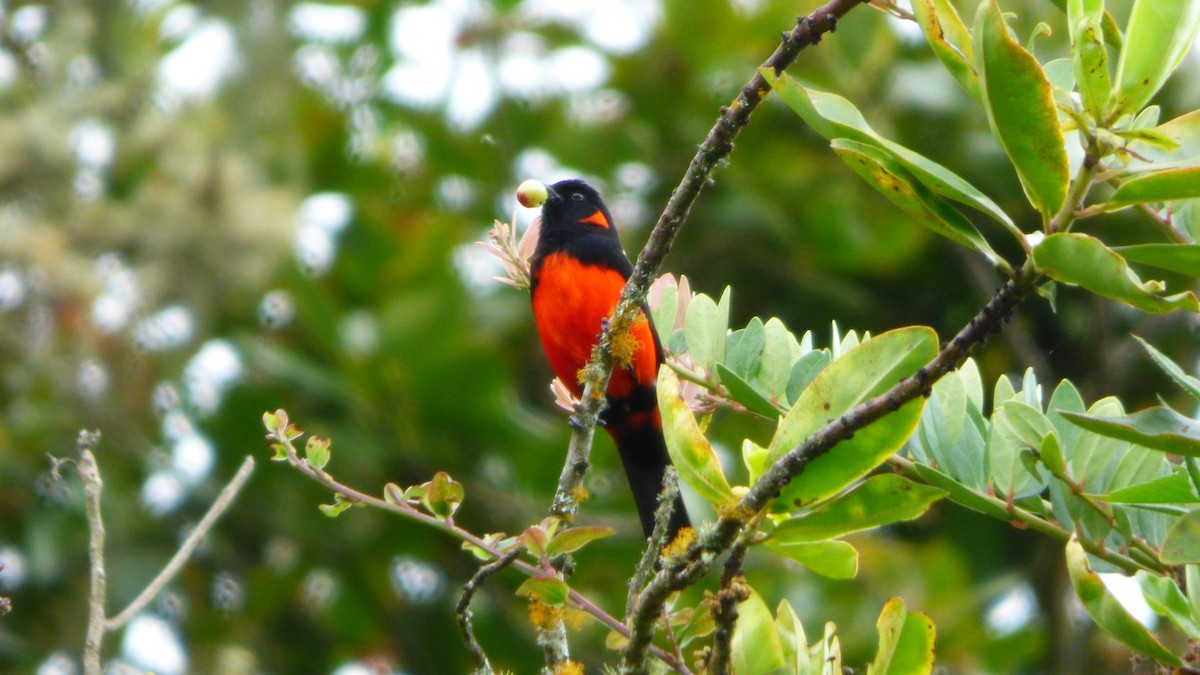Scarlet-bellied Mountain Tanager - ML642632996