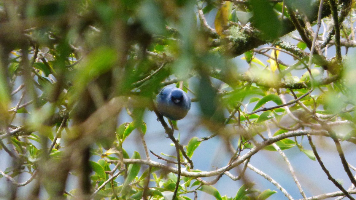 Blue-and-black Tanager - ML642633017
