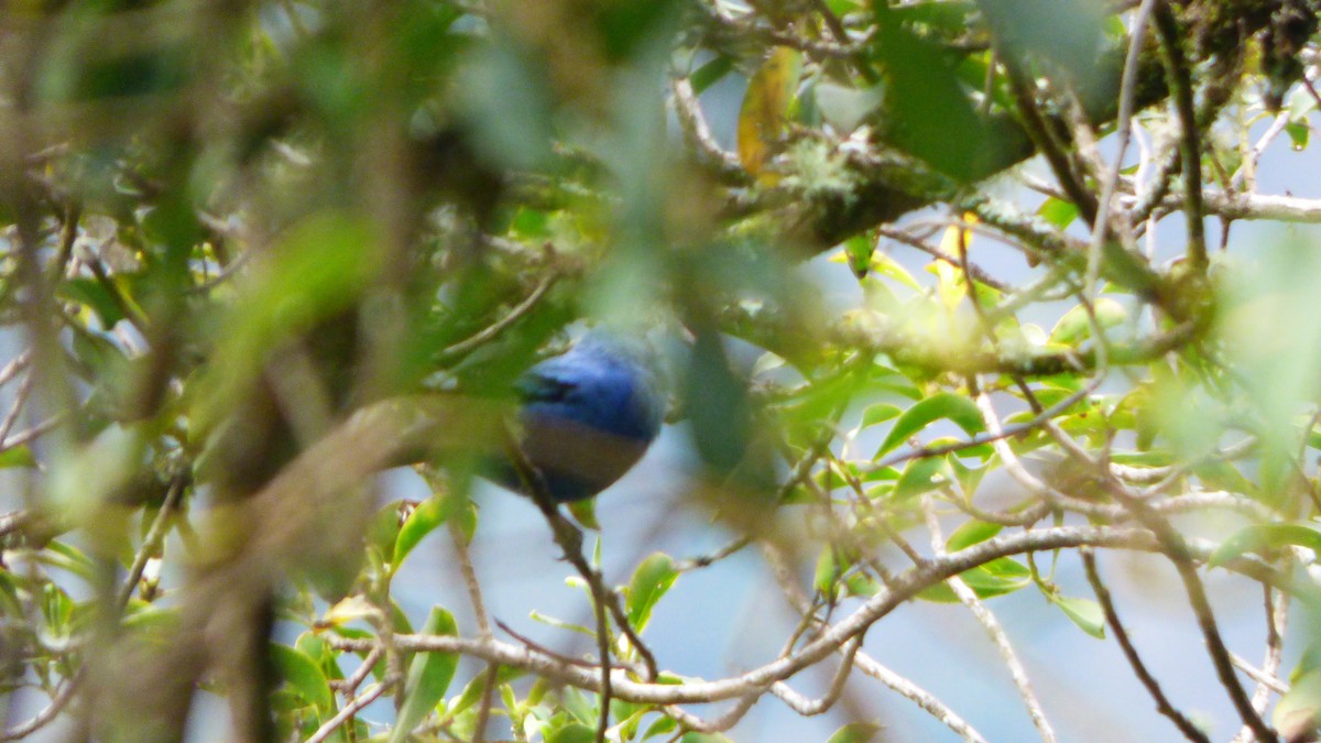 Blue-and-black Tanager - ML642633019