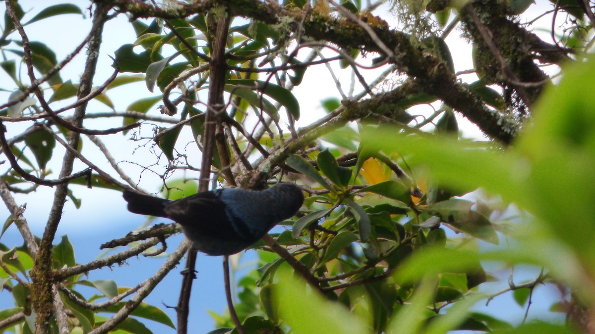 Blue-and-black Tanager - ML642633020