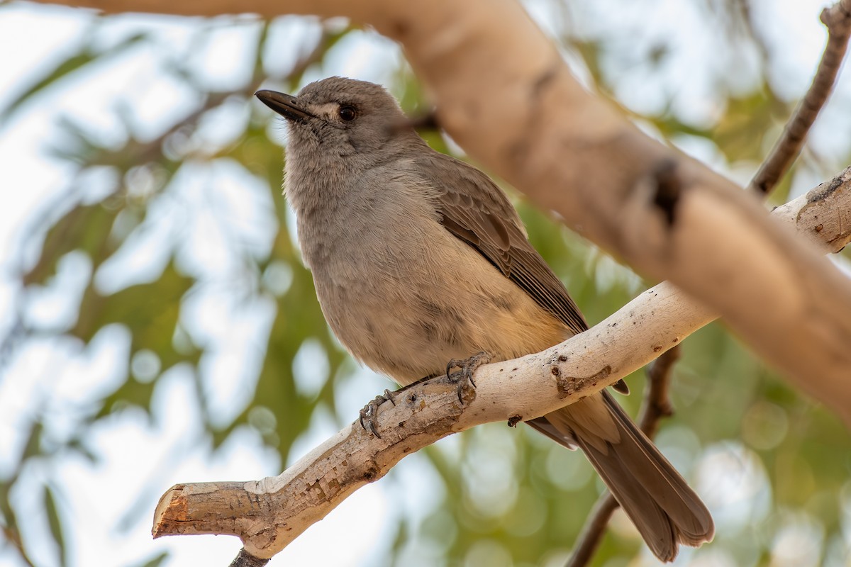 Gray Shrikethrush - ML642633023