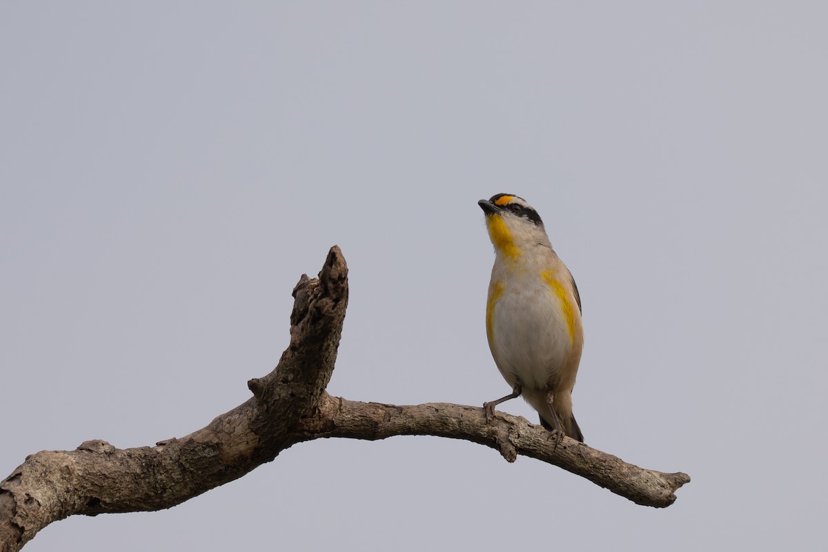Striated Pardalote - ML642633067