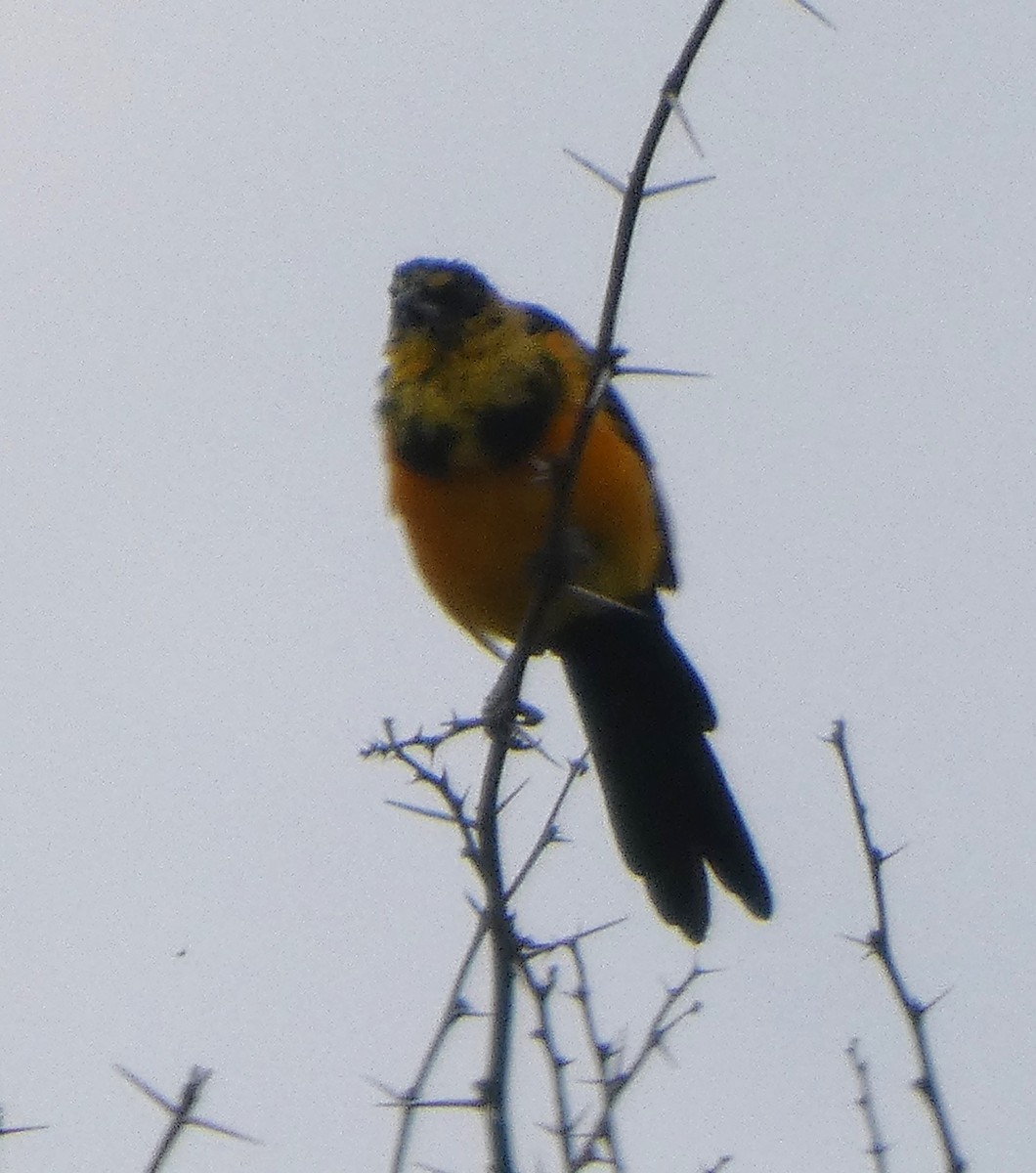 Black-vented Oriole - ML642633077