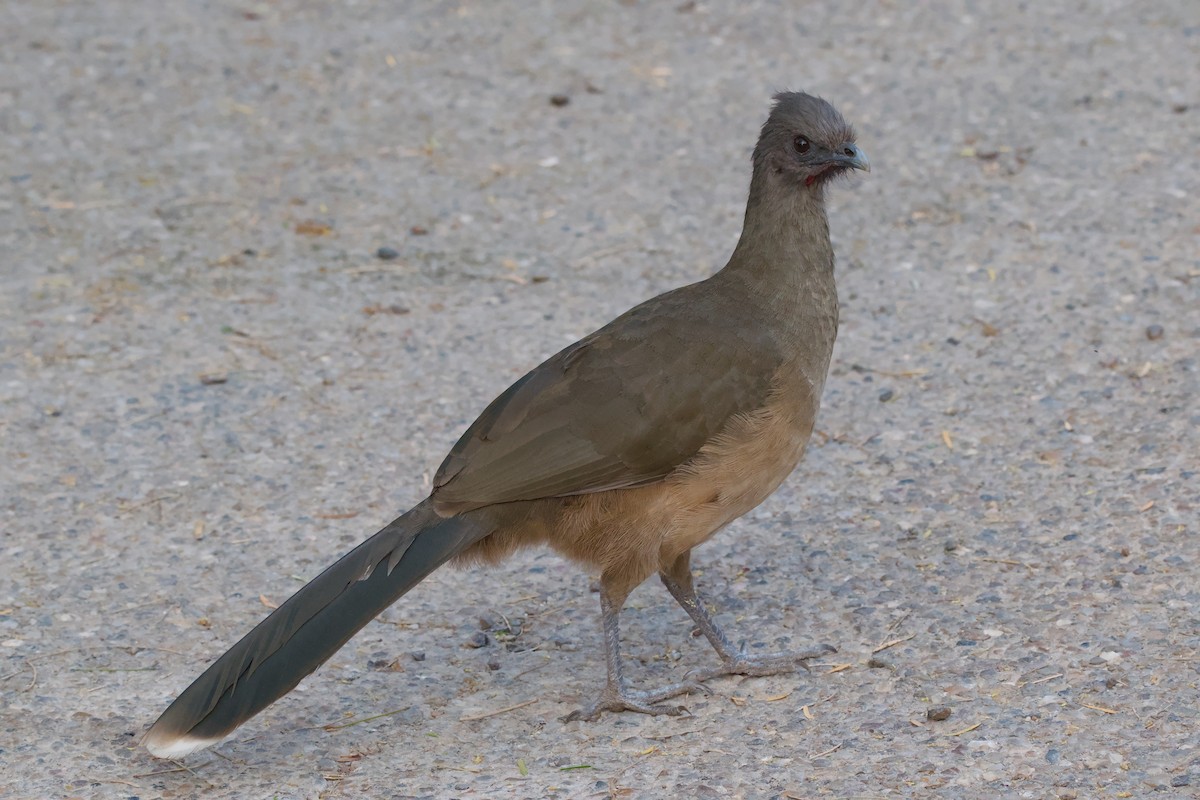 Plain Chachalaca - ML642633079
