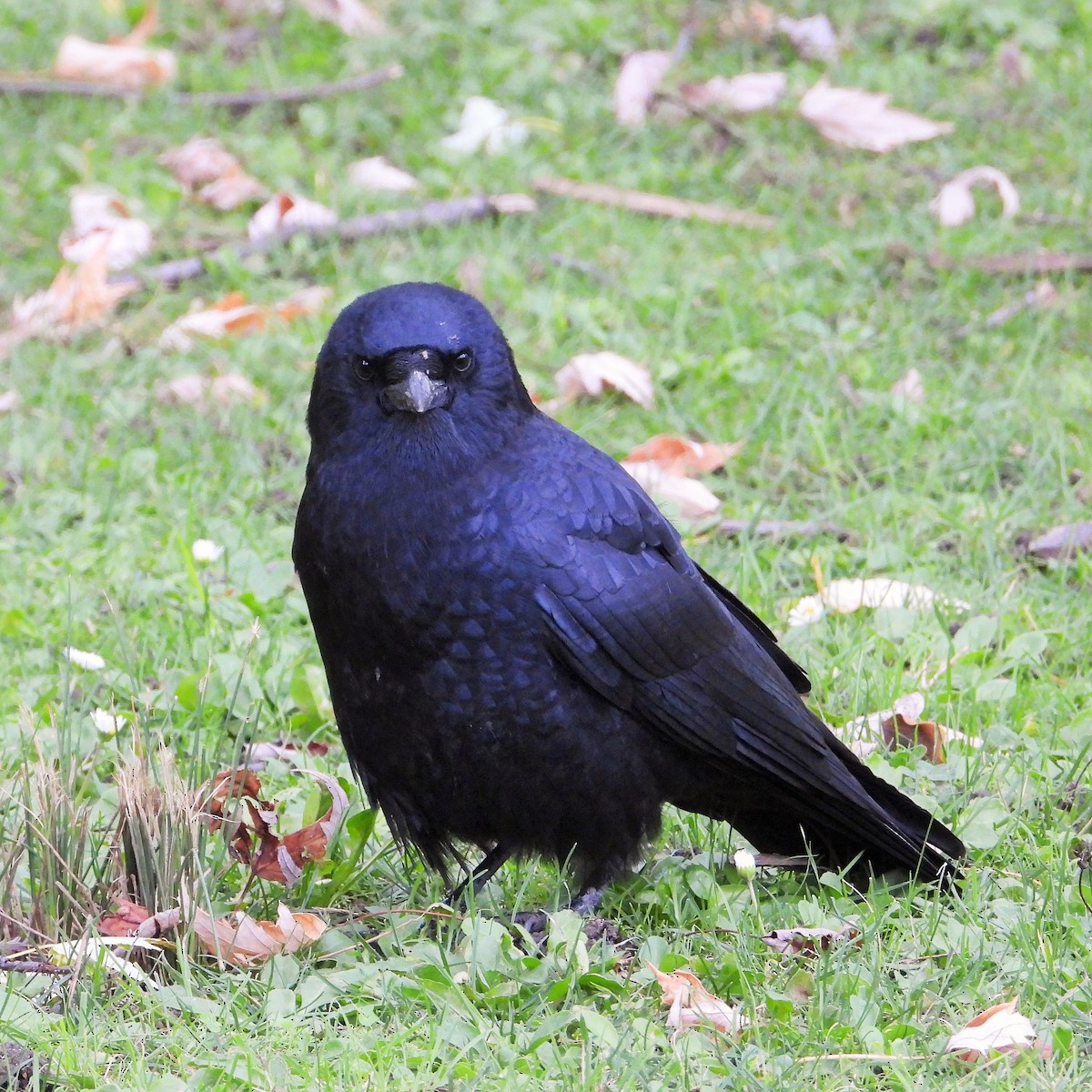 American Crow - ML642633098