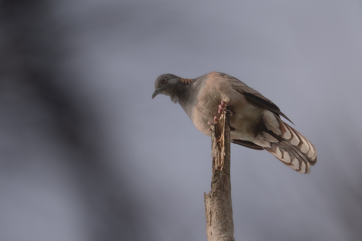 Bar-shouldered Dove - ML642633127