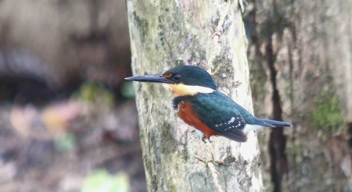 American Pygmy Kingfisher - ML642633128