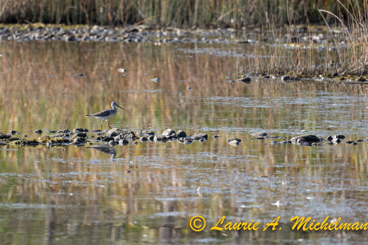 Greater Yellowlegs - ML642633176