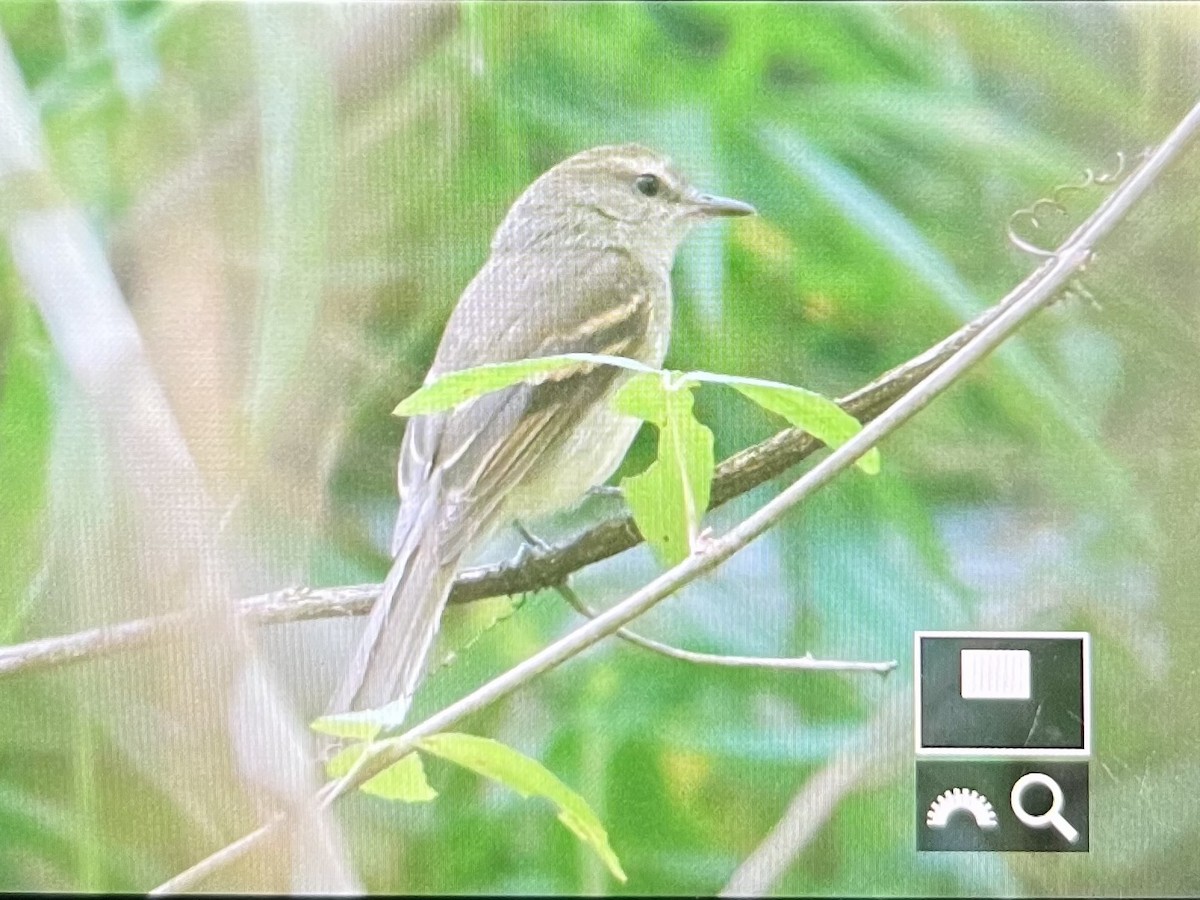 Fuscous Flycatcher (Fuscous) - ML642633177