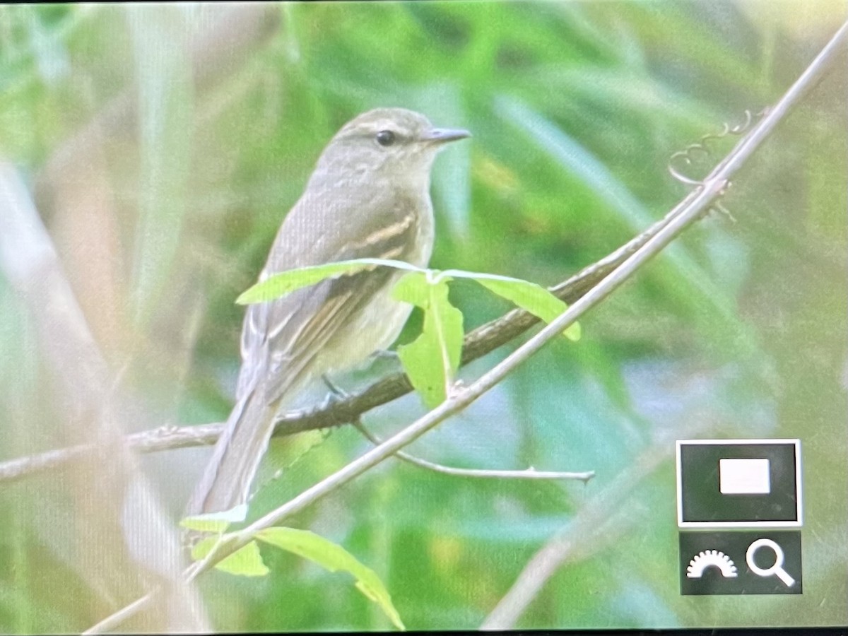 Fuscous Flycatcher (Fuscous) - ML642633178