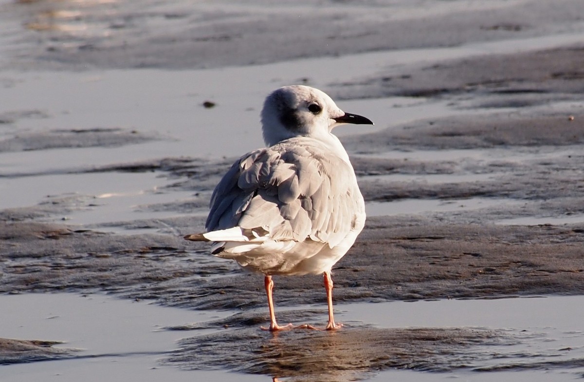 Bonaparte's Gull - ML642633181