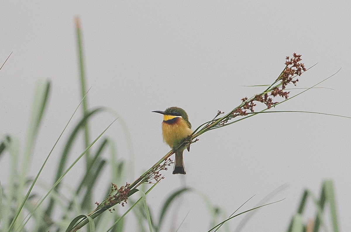 Blue-breasted Bee-eater - ML642633186