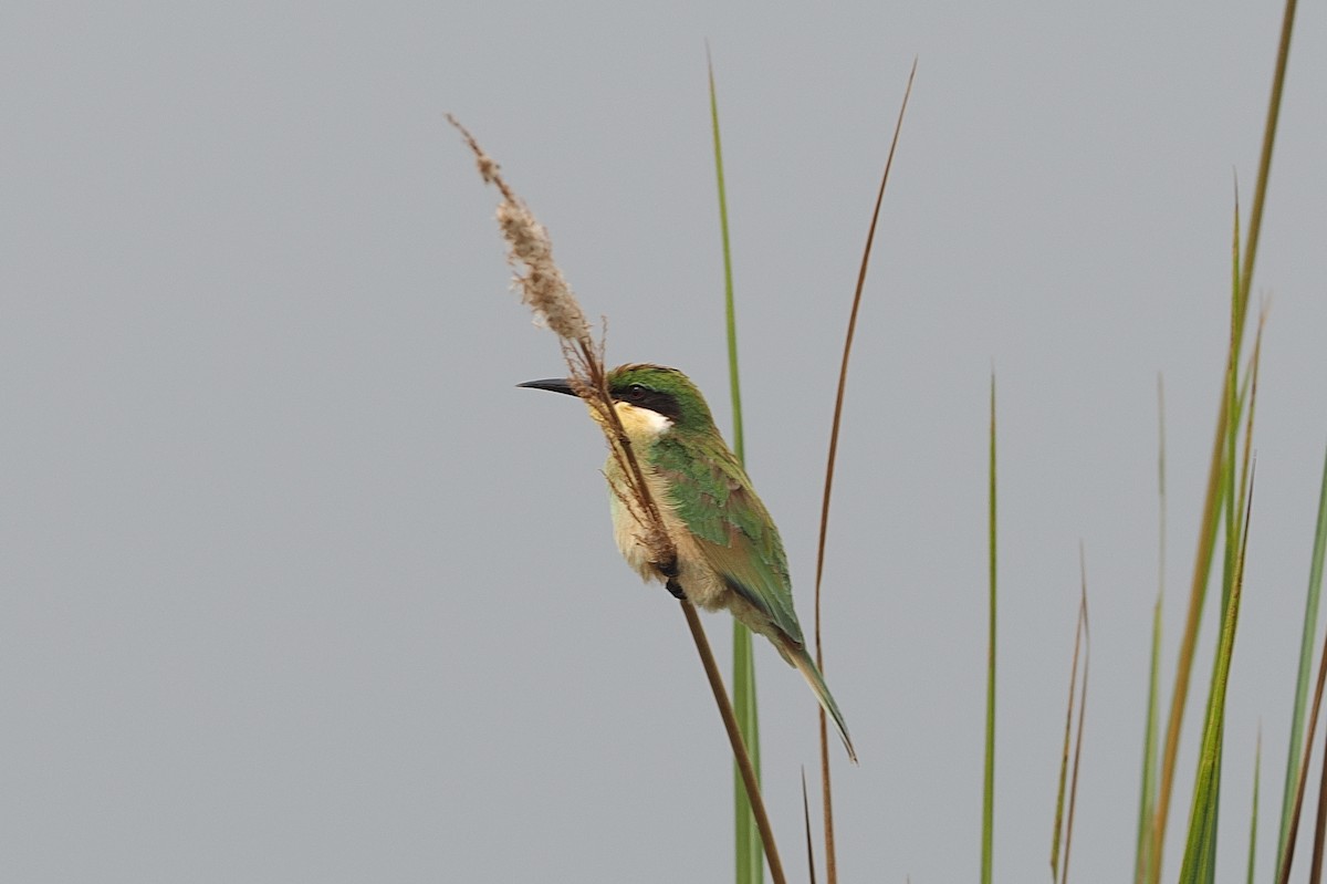 Blue-breasted Bee-eater - ML642633187