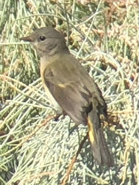 American Redstart - ML642633188