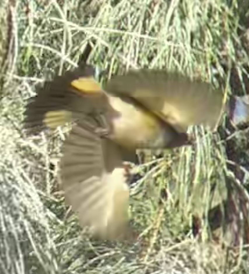 American Redstart - ML642633192