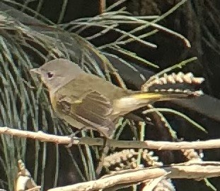 American Redstart - ML642633194