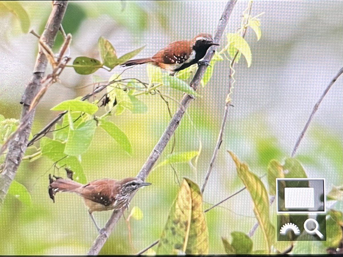 Rusty-backed Antwren - ML642633230