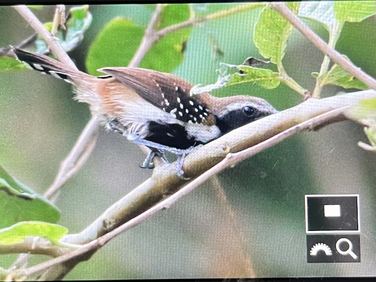 Rusty-backed Antwren - ML642633231