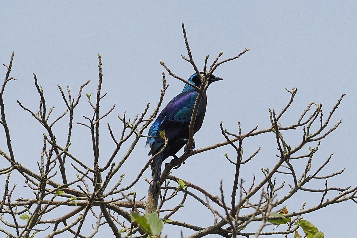 Splendid Starling - ML642633235