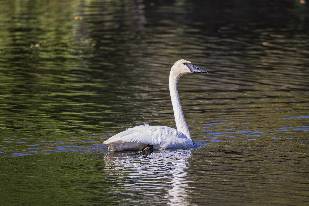 Trumpeter Swan - ML642633236