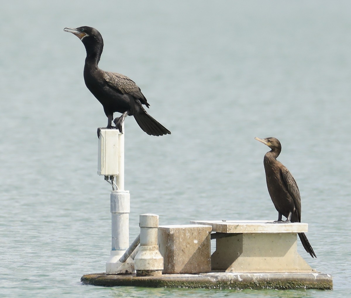 Neotropic Cormorant - ML642633238