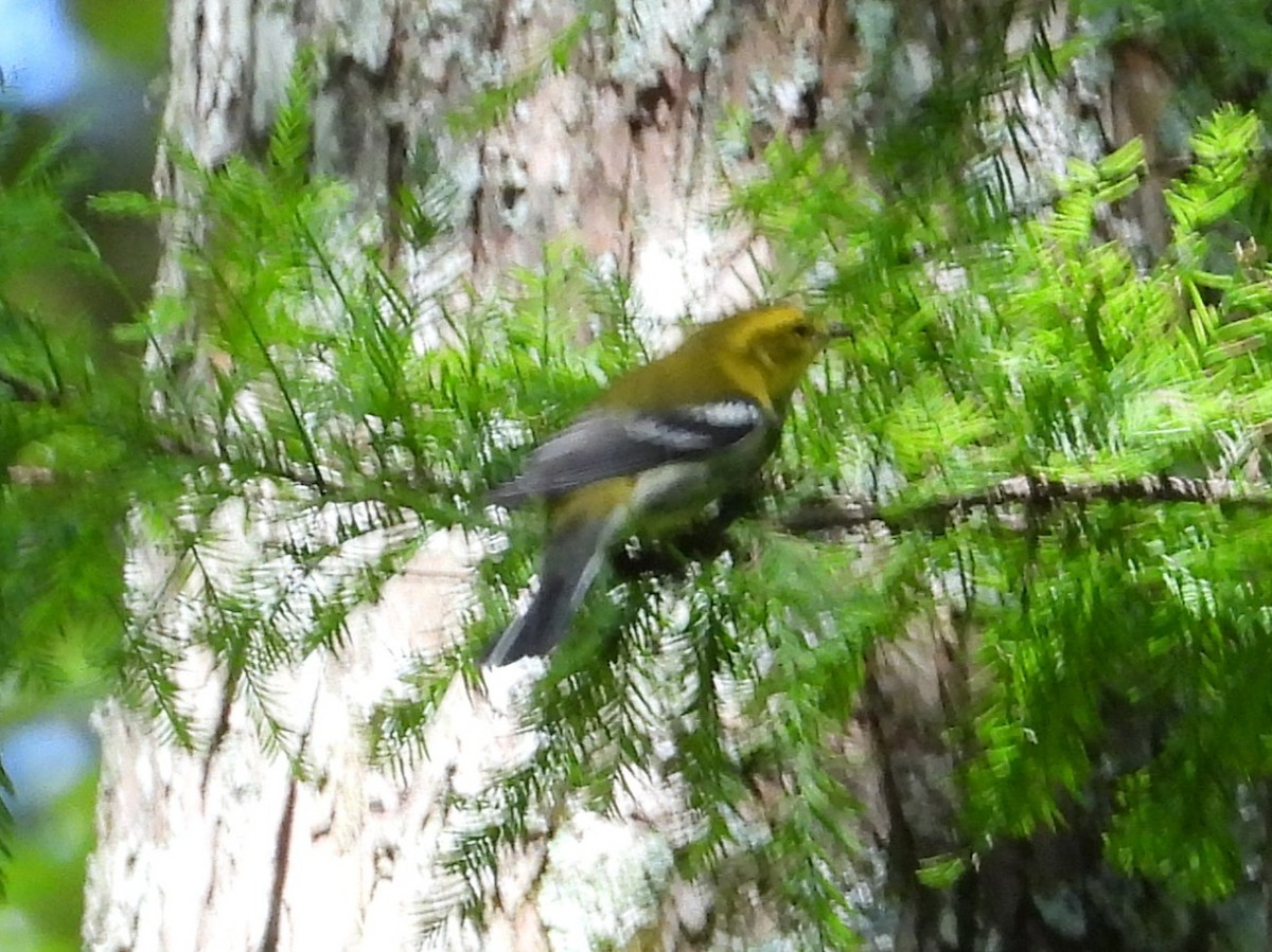 Black-throated Green Warbler - ML642633239
