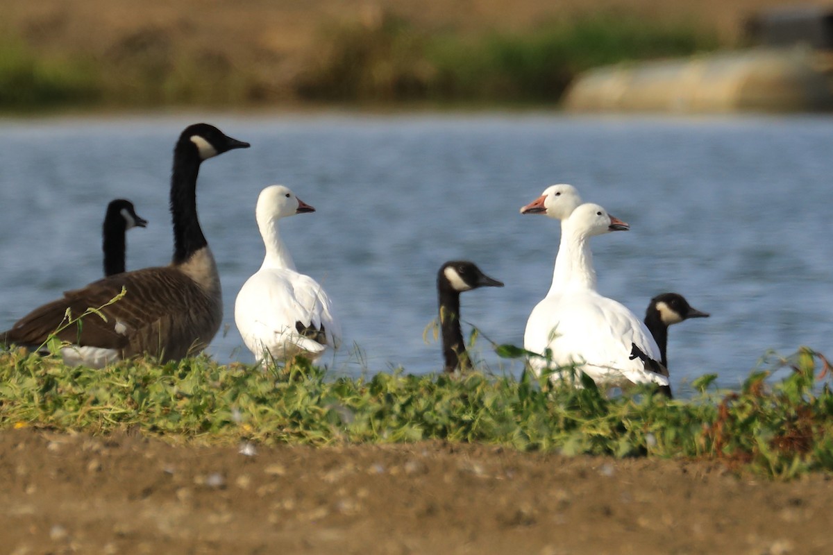 snøgås - ML642633250