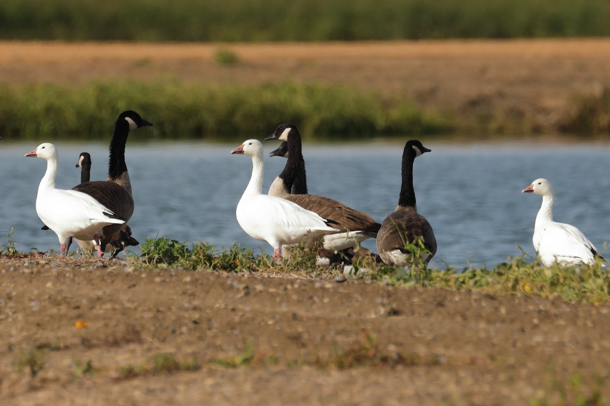 snøgås - ML642633255