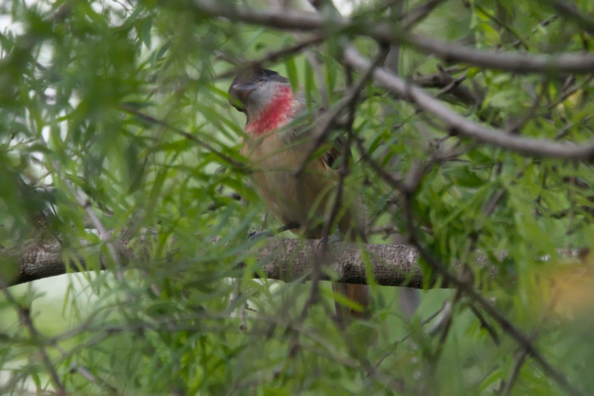 Rose-throated Becard - ML642633258
