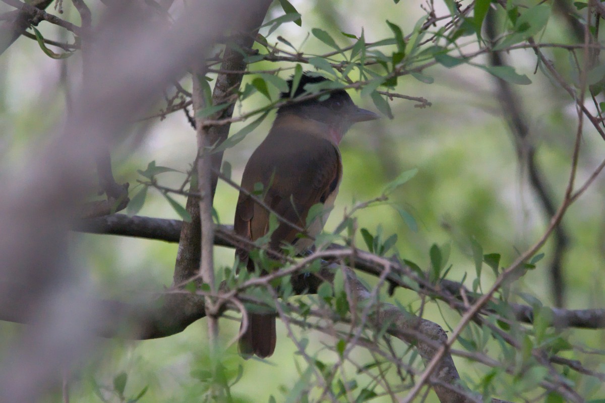 Rose-throated Becard - ML642633259