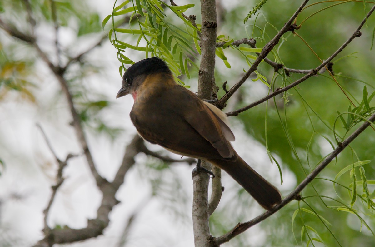 Rose-throated Becard - ML642633260
