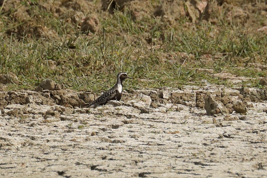 kanadalo - ML642633262